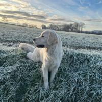 Sokette des Goldens de Nissayla